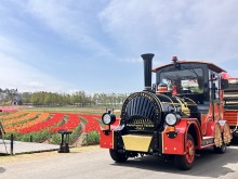 4/28(火)牧歌の里の天気《晴れ時々曇り》今年のチューリップの花見はお早めに♪