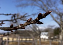3/28(土)牧歌の里の天気《晴天》春休みはピクニック＆高原ハイキング日和♪