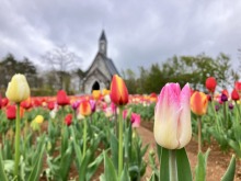 4/30(木)牧歌の里の天気《曇り》GWにちょうど見頃のチューリップ畑！お早めに♪