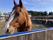 【12/19まで休園中の牧歌の里】ウインターシーズンまで残り18日！積雪０cm