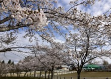 4/18(土)牧歌の里の天気《曇り時々小雪》2026年グリーンシーズン♪本日からOPEN！