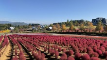 10/10（土）牧歌の里の天気《晴》秋の行楽日和の3連休は、花畑でリフレッシュ♪