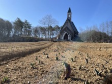 3/24(火)牧歌の里の天気《晴れ》休園中の牧歌の里