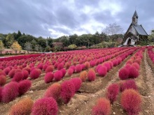 10/19（月）牧歌の里の天気《雨》秋の花畑を楽しもう♪