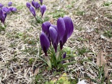 3/25(水)牧歌の里の天気《曇り》小さな春みつけた♪