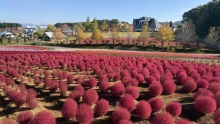 10/17（土）牧歌の里の天気《晴れ》コスプレで入園料無料！フライングハロウィン始まるよ〜♪