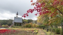 10/21（水）牧歌の里の天気《曇り》「ケイトウ」のオバケ化が始まっています!!!秋の花畑ラストチャンス!