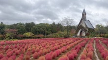 10/20（火）牧歌の里の天気《曇り》秋のお花はフィナーレへ。もみじの紅葉が始まっています♪