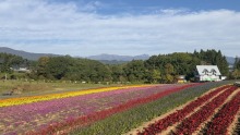 10/12（月）牧歌の里の天気《晴》「虹色の花畑」は本日フィナーレ♪ まだ綺麗だけど明日から抜き取ります！