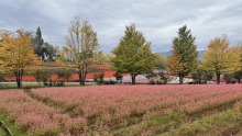 10/5（月）牧歌の里の天気《曇り時々小雨》芸術の秋は『お花畑散策』＆食欲の秋は『飛騨牛フェア』♪