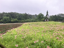 7/17(木) 牧歌の里の天気「雨」ラベンダーフェア＆入園料半額は明日18日まで！