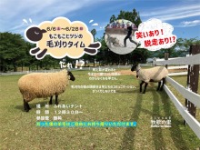 羊の夏支度! 6月毎週土日は『もこもこ羊の毛刈りタイム』