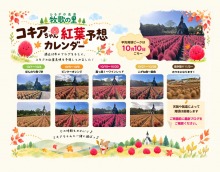 【お知らせ】秋のコキアはいつ真っ赤になるの!?『コキアちゃん紅葉見頃予想』してみました！