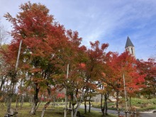11/5(水)牧歌の里の天気「曇り」紅葉が見頃を迎えています！天気が行楽日和になることを願います♪