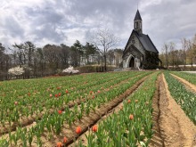 4/21(火)牧歌の里の天気《晴れ》チューリップ畑3分咲き！今シーズンは最速で開花中！