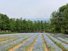 6/14（日）牧歌の里の天気《晴れ》ただいま入園料半額♪ウキウキキャンペーン！避暑地ひるがの高原へ♪