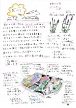 2026年　農園スタッフからの『花たより7月号』