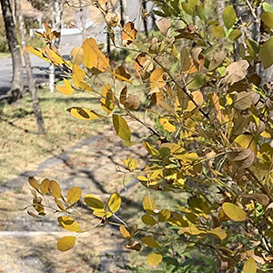 牧歌の里で見られる野鳥「キハギ」