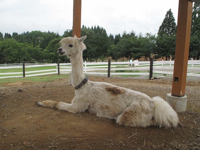 牧歌の里の鼻毛王 牧歌の里 牧歌の里の鼻毛王 牧歌の里