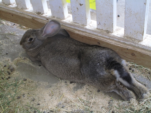 動物にほっこり 牧歌の里 動物にほっこり 牧歌の里