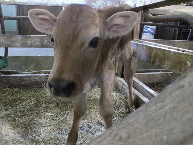 ジャージー牛の赤ちゃんが産まれました