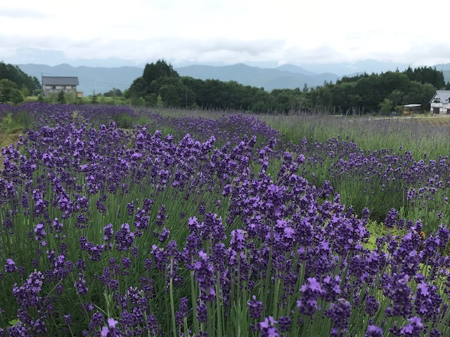 ひるがの高原のいい季節に 牧歌の里