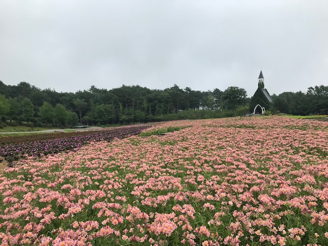 ひるがの高原 牧歌の里 今日の牧歌の里