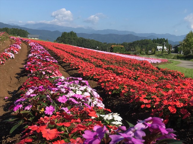 ひるがの高原 牧歌の里 今日の牧歌の里