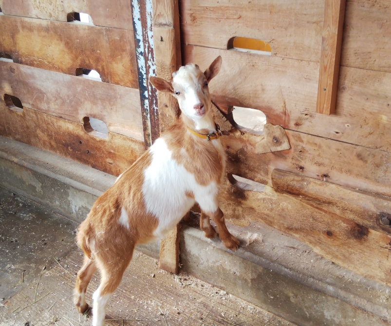 牧歌の里 牧歌の里