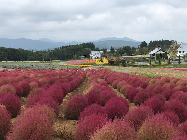 牧歌の里のコキアも赤くなってきました 牧歌の里