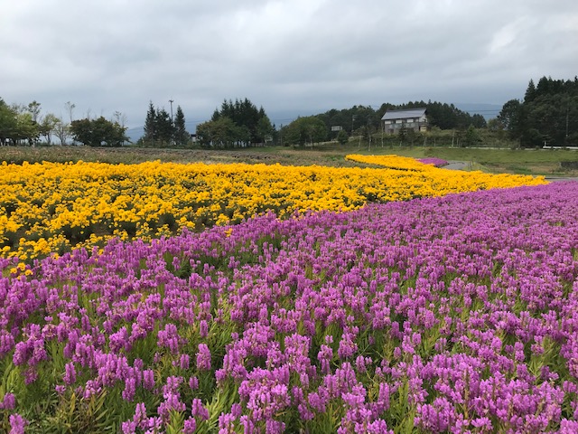 牧歌の里のコキアも赤くなってきました 牧歌の里 牧歌の里のコキアも赤くなってきました 牧歌の里