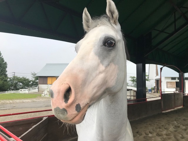 牧歌の里 あんこちゃん 牧歌の里 あんこちゃん