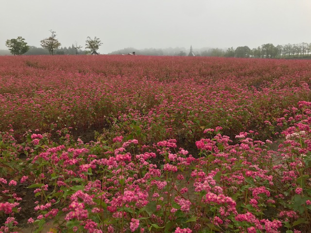 今朝の牧歌の里の天気 雨 牧歌の里